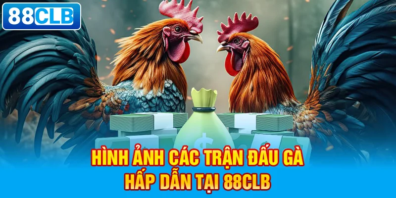  Hình ảnh các trận đấu gà hấp dẫn tại 88clb. 