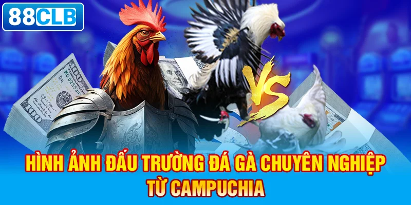 Hình ảnh đấu trường đá gà chuyên nghiệp từ Campuchia.